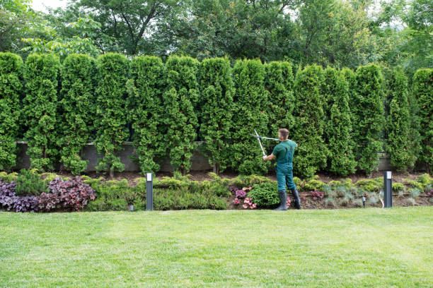 Tree and Shrub Care in Geneva, NY