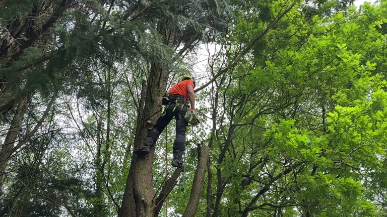 Best Lot and Land Clearing  in Geneva, NY