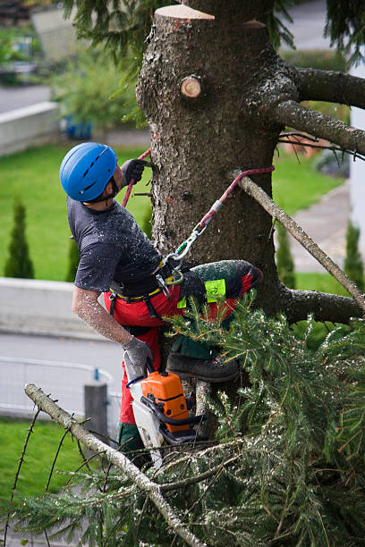 Best Commercial Tree Services  in Geneva, NY