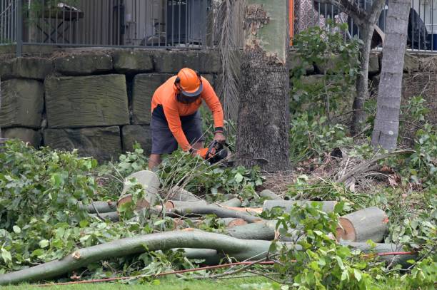How Our Tree Care Process Works  in  Geneva, NY